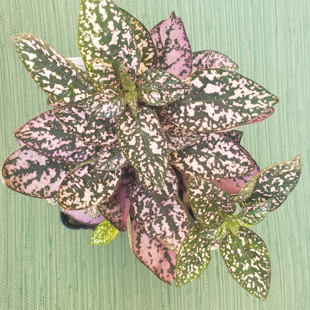 Pink Polka dot plant in white ceramic